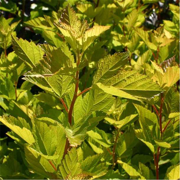 Ботаническое описание