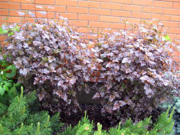 Лучшие сорта