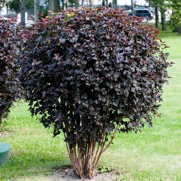 3. Формирование кроны