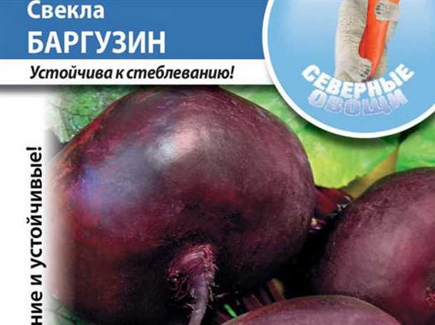 Лучшие сорта столовой свёклы для хранения