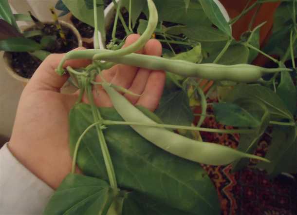 Сорта фасоли