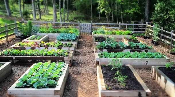 Виды высоких огородов