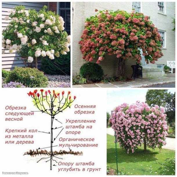 Штамбовые растения: 4 главных правила формирования и ухода Штамбовые растения 4 главных правила формирования и ухода