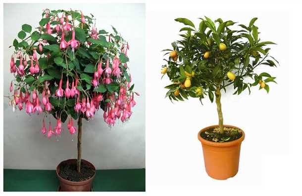 Формирование и уход: