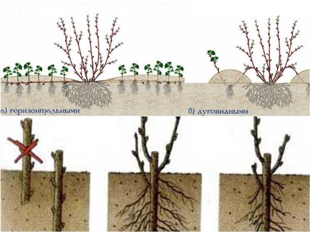 Почва: плодородность и кислотность