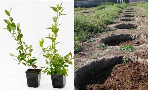 Внесение удобрений