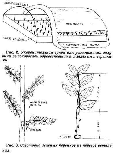 Зеленое черенкование – стоит попробовать