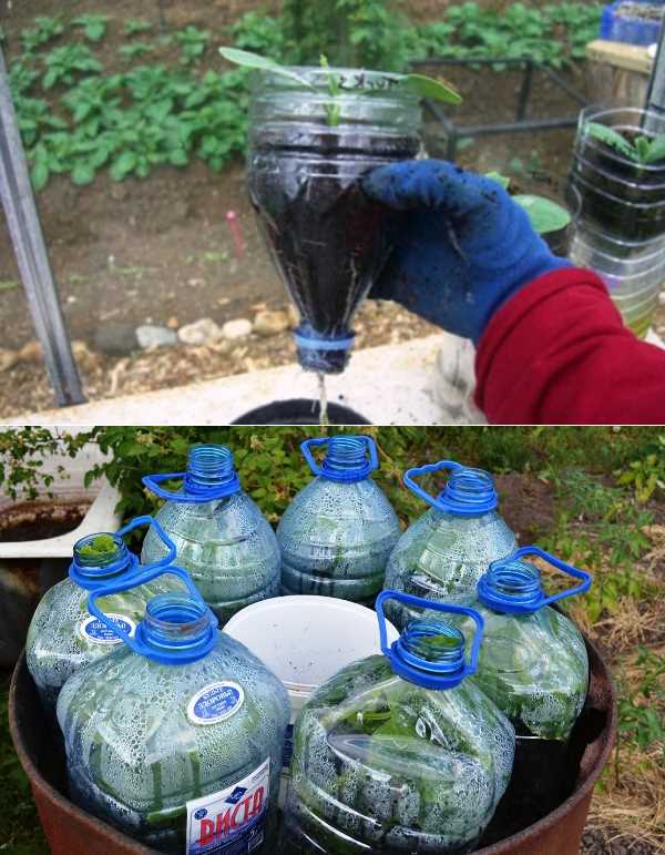 Как посадить огурцы (видео)