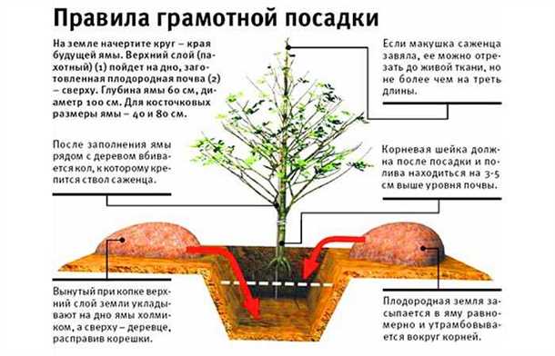 Посадка саженцев