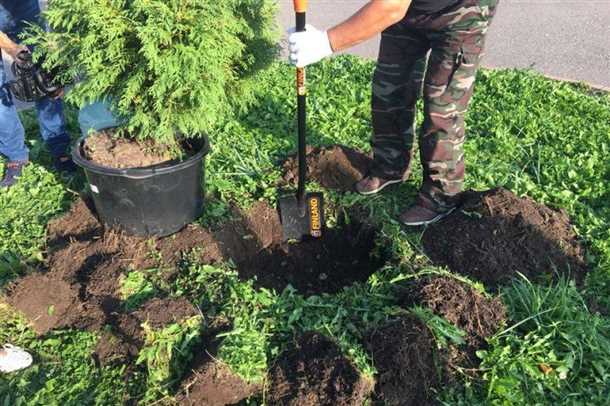 Туя: посадка и уход в открытом грунте