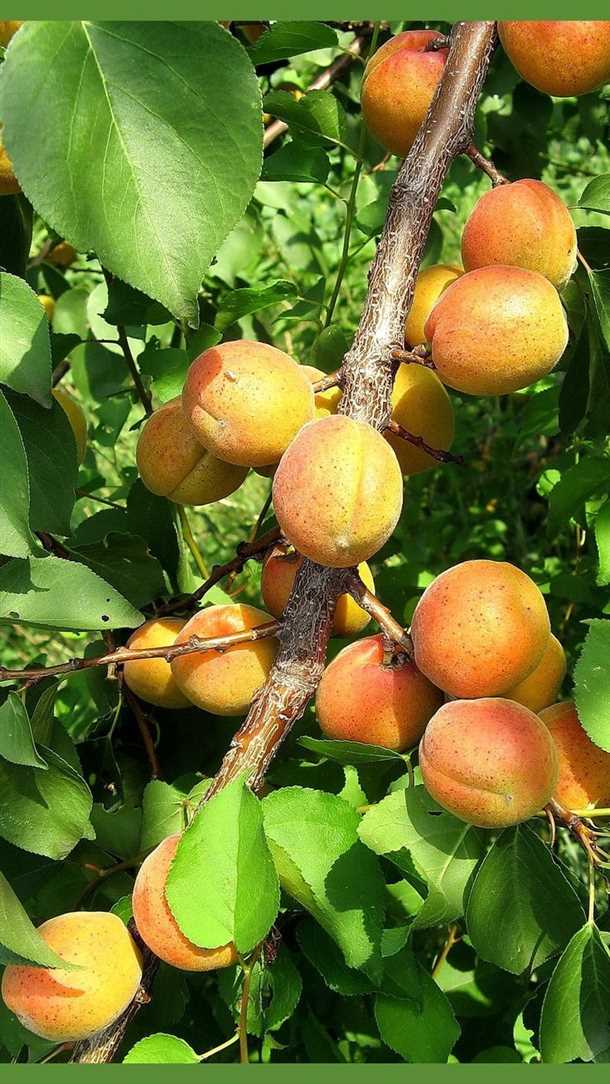 Биологические особенности