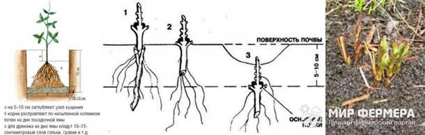 Подготовка почвы