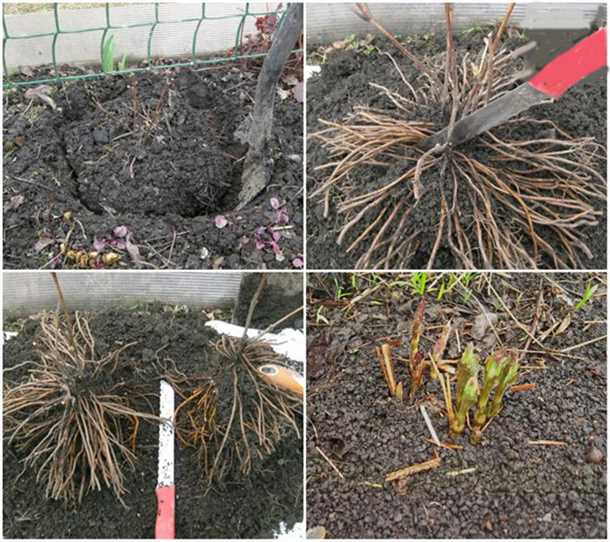 Размножение черенками