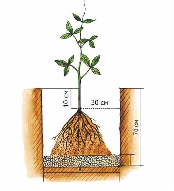 Размножение делением куста
