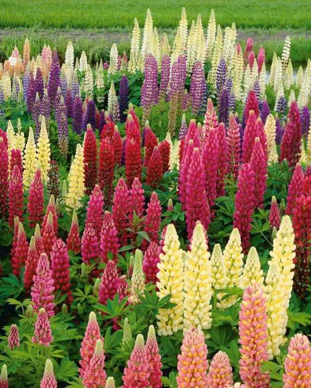 Посадка весной и осенью