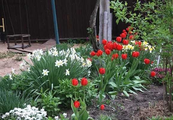 С какими цветами рядом посадить тюльпаны