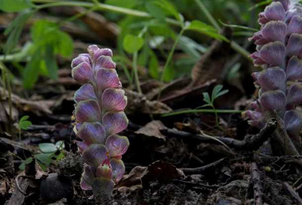 Применение лекарственного растения