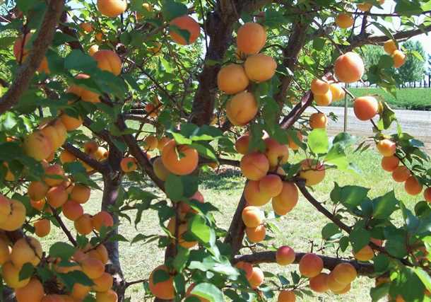 Абрикос «Манитоба» особенности выращивания