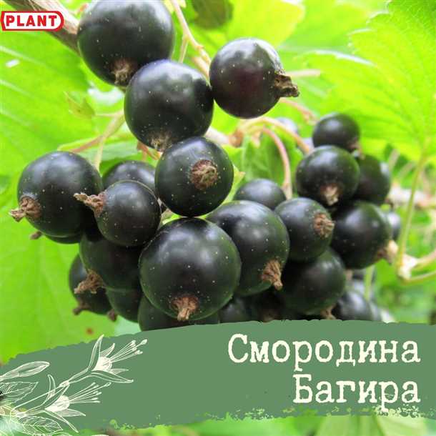 Описание и особенности сорта черной смородины 'Багира' Черная смородина Багира описание и характеристика сорта