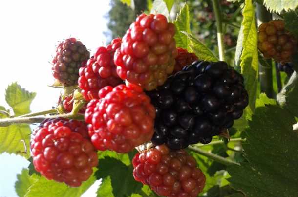 Посадка и уход за ежемалиной в Подмосковье