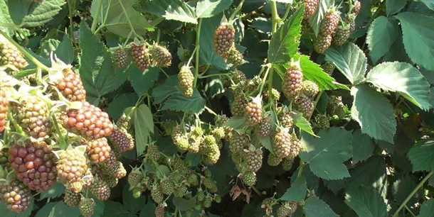 Подготовка почвы