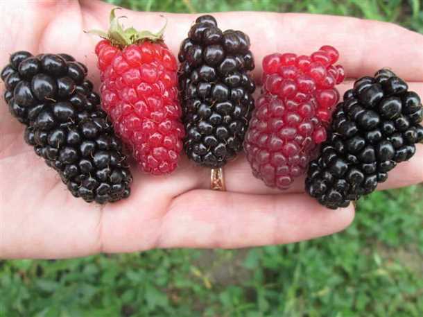 Уход за растением