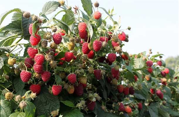 Уход за малиной «Крепыш»