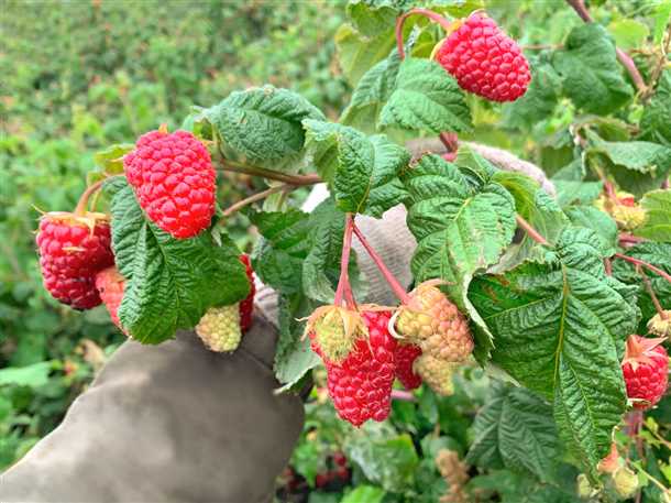 Видео о формировке штамбовой малины