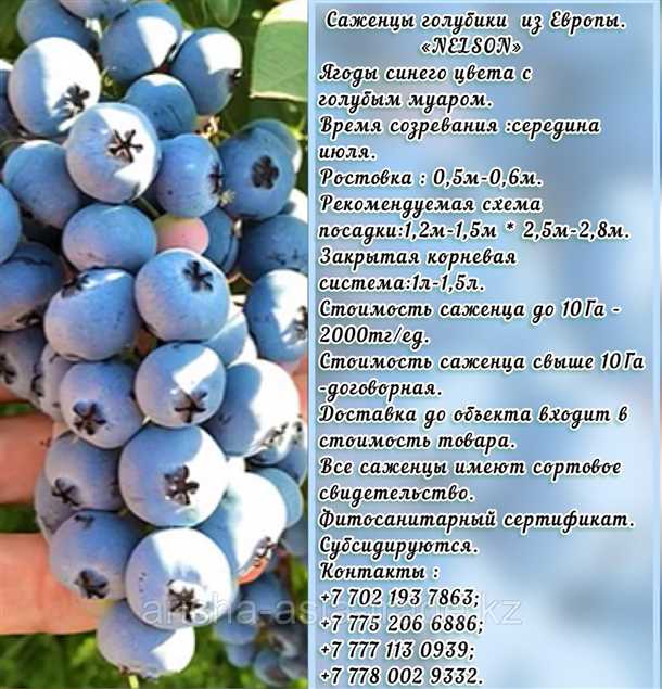Голубика: выбор сорта (видео)