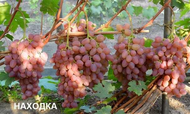 Высокоурожайное и выносливое вино: особенности сорта Руслан Виноград Руслан морозостойкий и высокоурожайный
