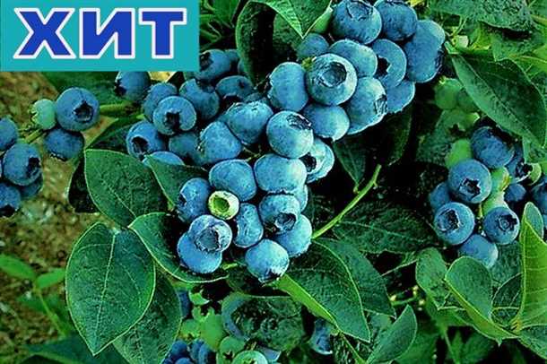 О сортах голубики