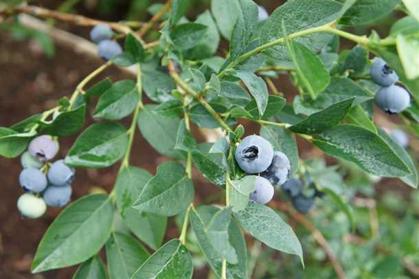 Подготовка почвы