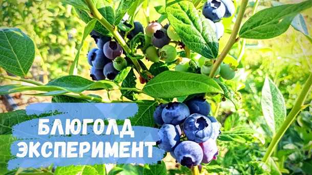 Посадка голубики