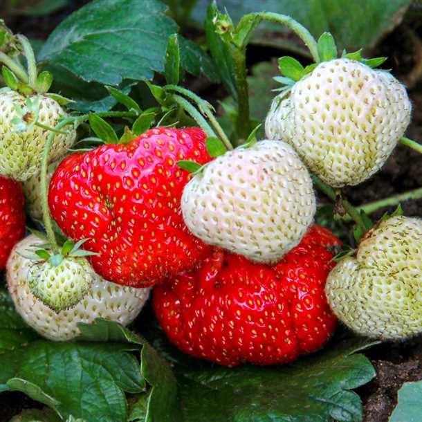 Земляника Эльсанта - описание сорта и рекомендации по выращиванию Земляника Эльсанта описание сорта и рекомендации по выращиванию