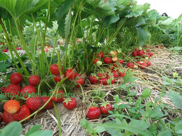 Основные рекомендации по выращиванию клубники Эльсанта: