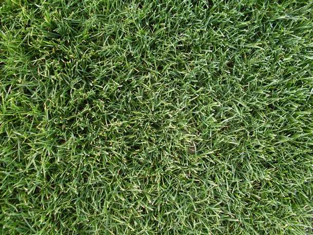 Что лучше для газона: травосмесь или монокультура