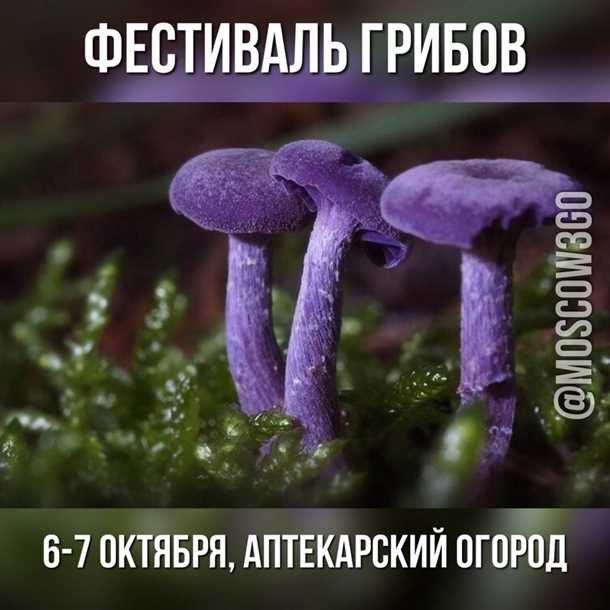 Рядовка фиолетовая