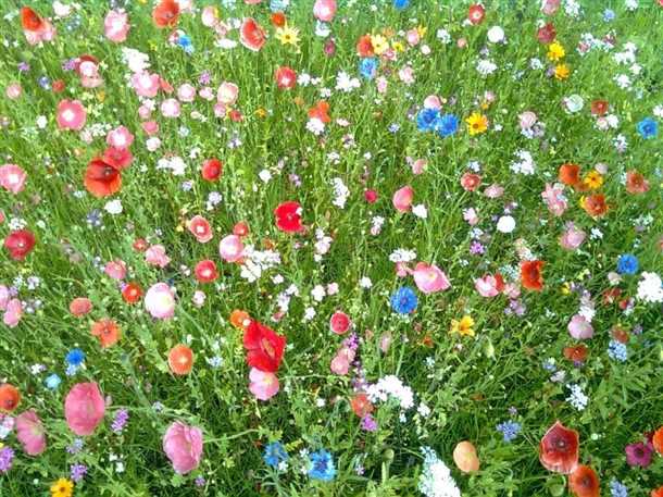 2. Улучшите почву