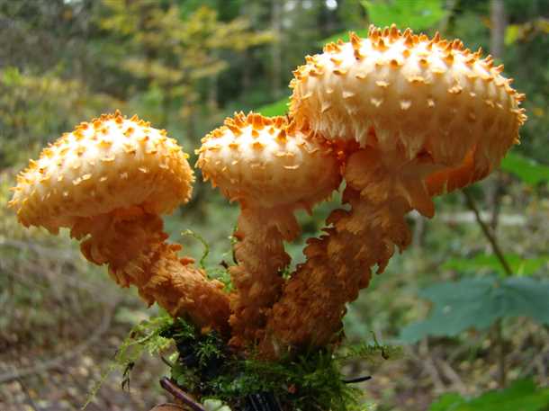 Ингредиенты: