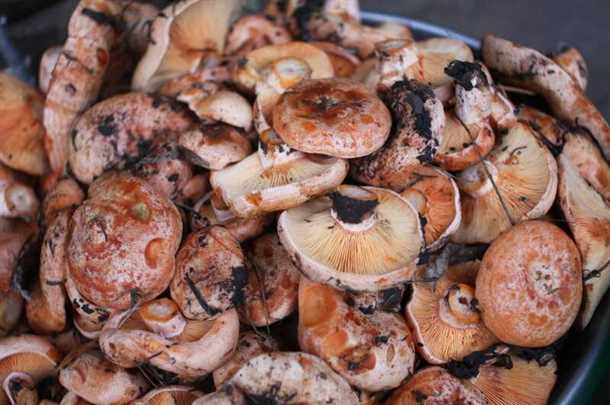 Полезные свойства