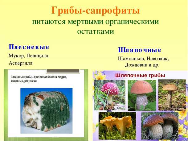 Грибы: симбионты, сапрофиты и паразиты Грибы симбионты сапрофиты и паразиты