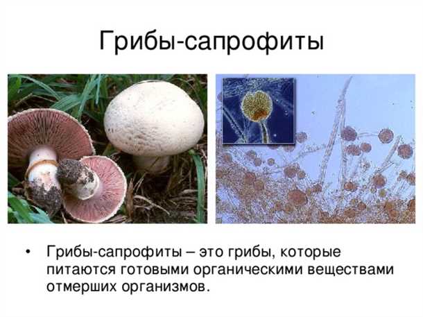 Принцип питания