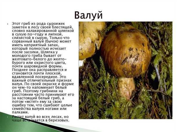 Ботаническое описание