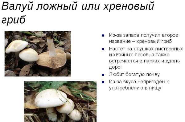 Опасные двойники