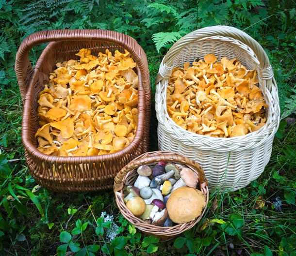 Как хранить вареные лисички