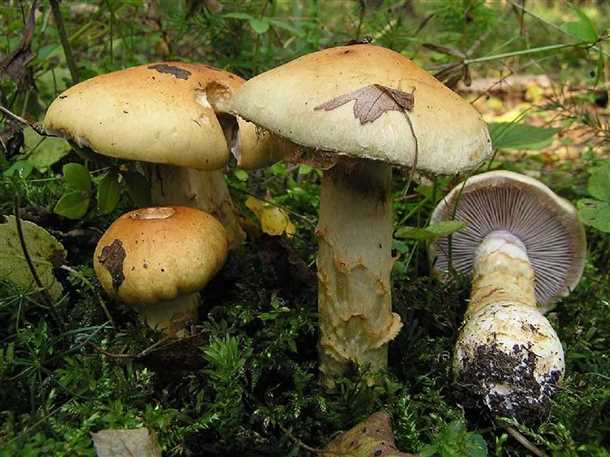 Съедобные и ядовитые виды гриба паутинника Съедобные и ядовитые виды гриба паутинника