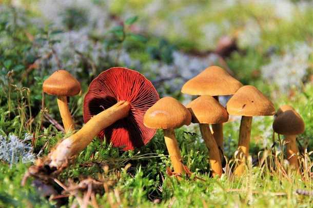 Особенности паутинника триумфального (видео)