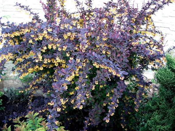 Полив и влажность