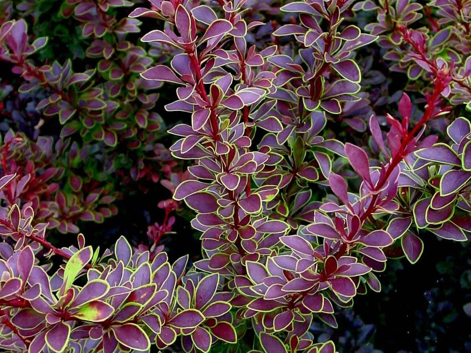 Максим, г. Москва