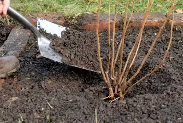 Осенний уход за жимолостью и подготовка ее к зимовке